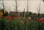 Click image for larger version. 

Name:	International Garden Festival Liverpool 1984 (87).jpg 
Views:	959 
Size:	85.1 KB 
ID:	28403
