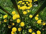 Click image for larger version. 

Name:	tn_summer dandilions.jpg 
Views:	260 
Size:	55.8 KB 
ID:	891