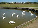 Click image for larger version. 

Name:	Swans at Crosby Marina DSC08620R.jpg 
Views:	454 
Size:	423.2 KB 
ID:	10658