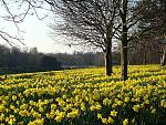 Click image for larger version. 

Name:	Daffodils in Sefton Park Liverpool DSC06876R.jpg 
Views:	475 
Size:	586.0 KB 
ID:	9866
