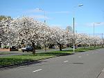 Click image for larger version. 

Name:	Tree Blossom Mather Avenue Liverpool DSC06899R.jpg 
Views:	455 
Size:	454.8 KB 
ID:	9991