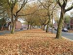 Click image for larger version. 

Name:	09bUttingaveautumnleaves.jpg 
Views:	457 
Size:	99.8 KB 
ID:	4642