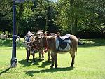 Click image for larger version. 

Name:	Donkeys Croxteth Park Liverpool DSC07918R.jpg 
Views:	403 
Size:	567.0 KB 
ID:	10792