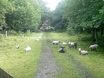 Click image for larger version. 

Name:	Walton cemetary city farm.jpg 
Views:	225 
Size:	396.3 KB 
ID:	1073