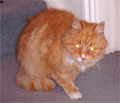 GingerTheCat's Avatar