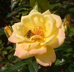 Click image for larger version. 

Name:	Morning snack.JPG 
Views:	322 
Size:	300.5 KB 
ID:	22609